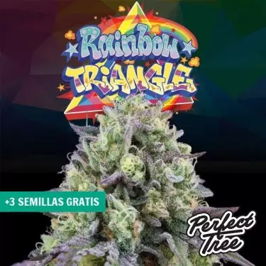 Rainbow Triangle de Perfect Tree 🌈- GB The Green Brand