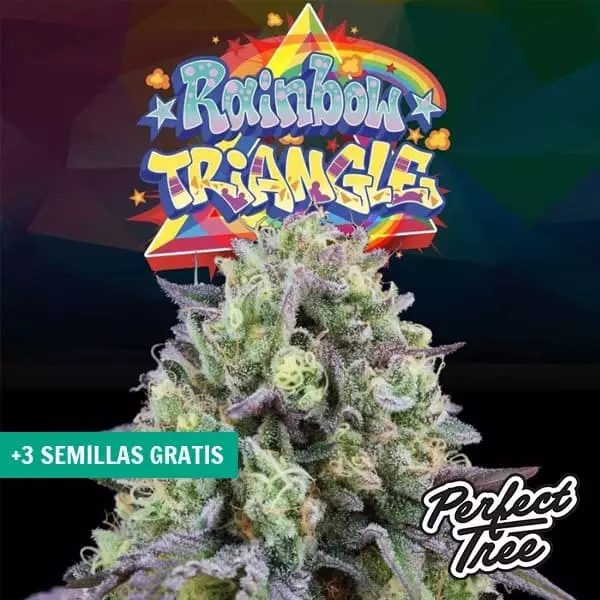 Sicht Rainbow Triangle de Perfect Tree 🌈- GB The Green Brand