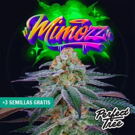 Mimooz von Perfect Tree ➤ Süße und fruchtige Sativa 🍊| GB