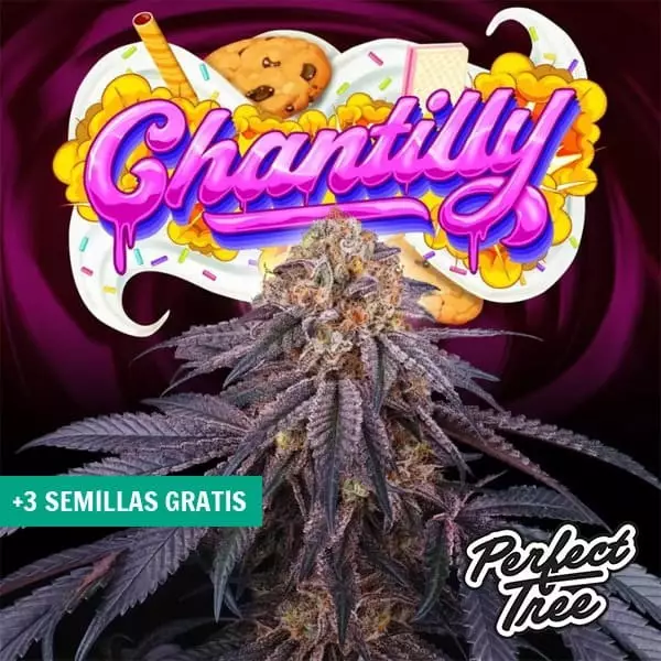 Sicht Chantilly von Perfect Tree 🍪🍰 Potente und süße Indica | GB
