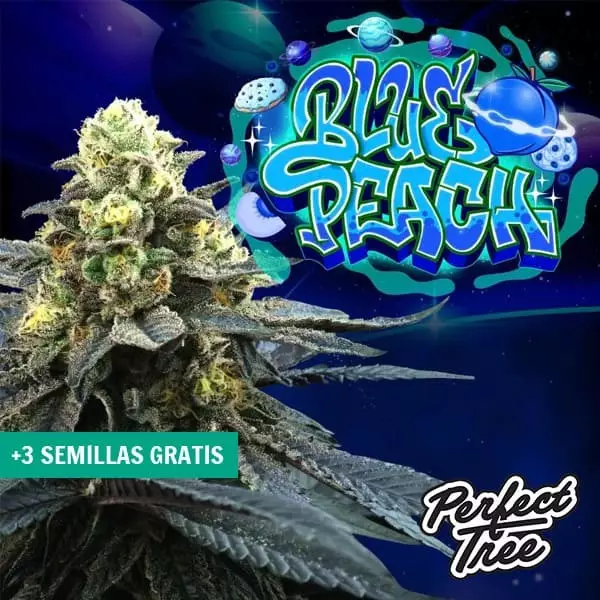 Sicht Blue Peach de Perfect Tree 🔵 🍑 - GB The Green Brand