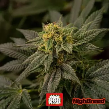 Brick Banana Blocks Samen 🌿🍌- GB The Green Brand