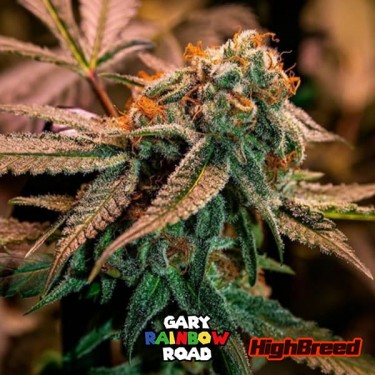 View Gary Rainbow Road Auto