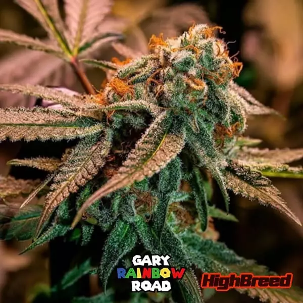 Sicht Gary Rainbow Road Auto