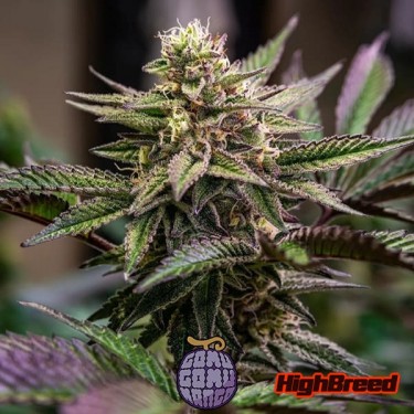 View Gomu Gomu Mango Auto