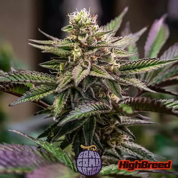 Sicht Gomu Gomu Mango Auto