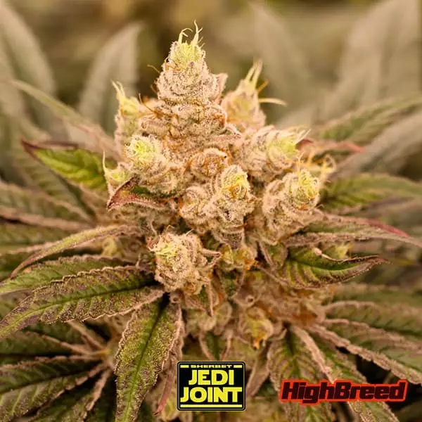 Sicht Sherbet Jedi Joint Auto