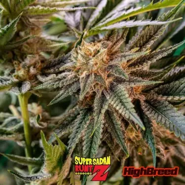 Super Saiyan Runtz Auto