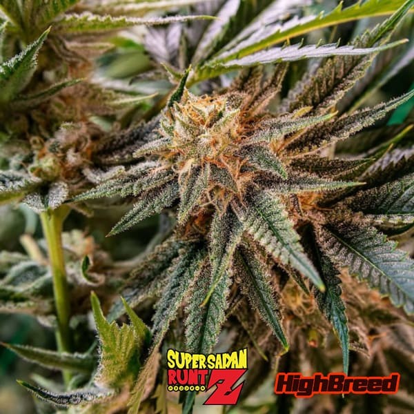 View Super Saiyan Runtz Auto