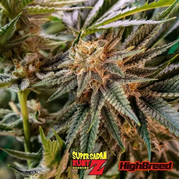 Sicht Super Saiyan Runtz Auto