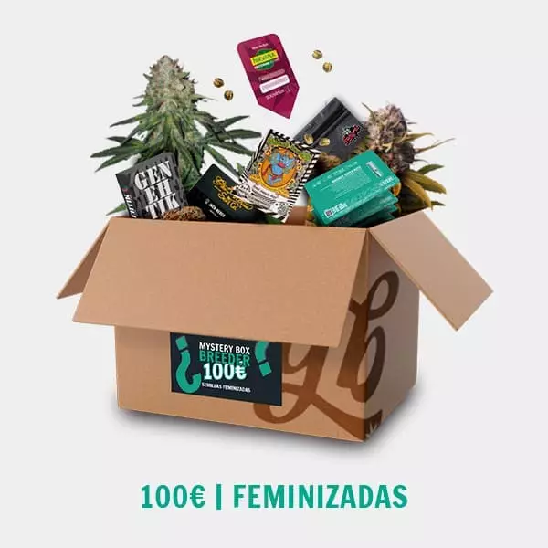 Sicht Breeder Mystery Box FEM