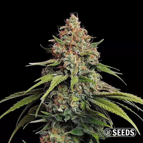 Sicht Amnesia Hy-Pro Feminisiert ▷ Sehr produktiv und potent