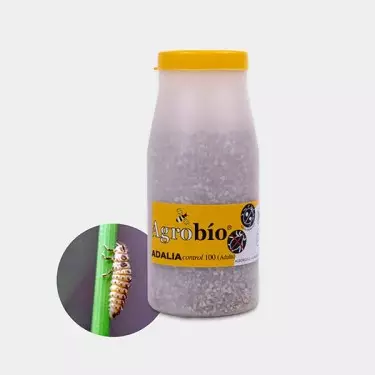 Adalia Control Blattläusen 【Effektiver Marienkäfer gegen Blattläuse】| GB