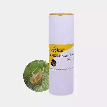 Rote Spinne bekämpfen 🕷️ ▷ Schütze deine Pflanzen | GB The Green Brand