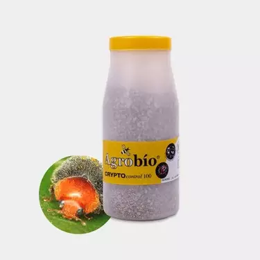 Crypto Control Schmierläusen 》Biologische Lösung gegen Schildläuse