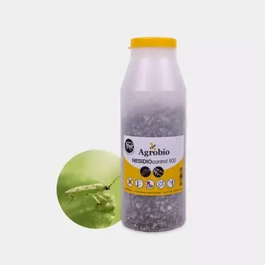 Nesidio Control Weiße Fliege ➤ Raubwanze| GB