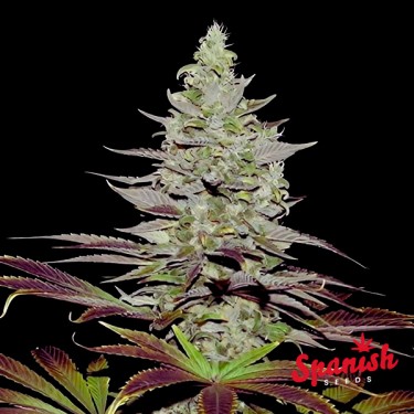 View Somango Auto Spanish Seeds