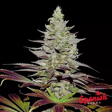 Somango Auto Spanish Seeds