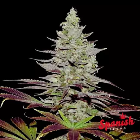 Somango Auto Spanish Seeds