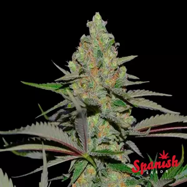 Sicht White Widow x Critical Spanish Seeds
