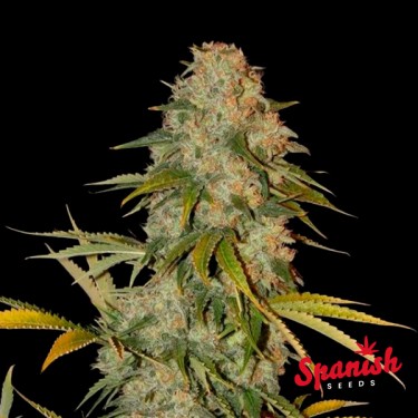 Black Domina x AK Spanish Seeds