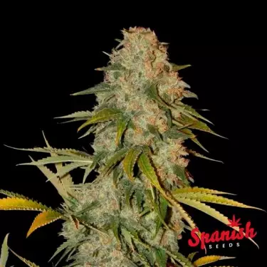 Black Domina x AK Spanish Seeds