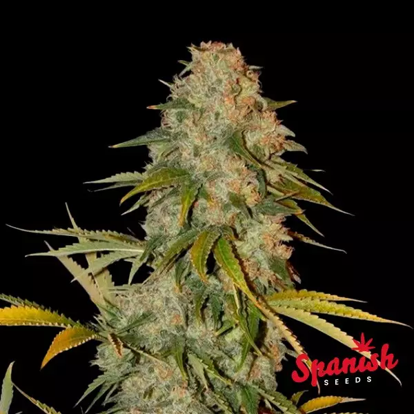 Sicht Black Domina x AK Spanish Seeds