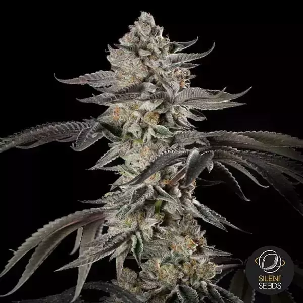 Cherry Essence Silent Seeds| Reichhaltige Ernten voller Geschmack