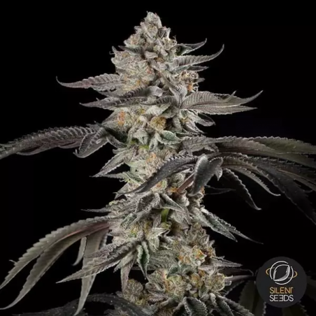 Cherry Essence Silent Seeds| Reichhaltige Ernten voller Geschmack