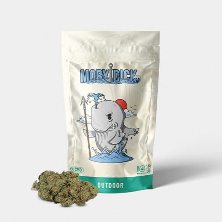CBD-Blüten GB Outdoor Moby Dick