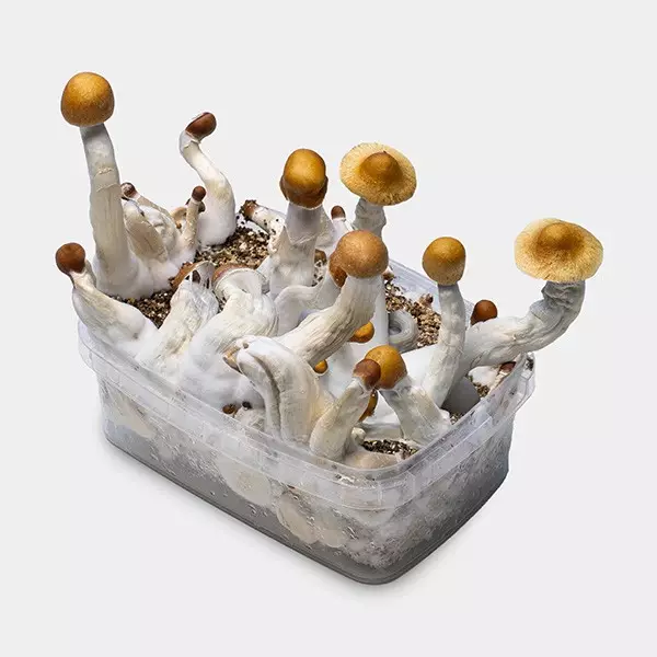 Psilocybin-Mikrodosierungs-Kit Pro Zuchtset