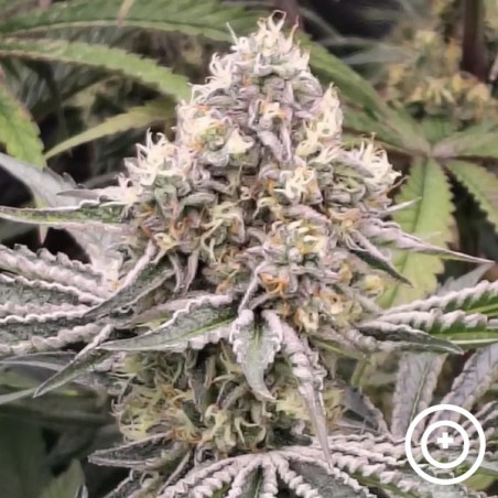 Fillmore Slim von Purple City Genetics