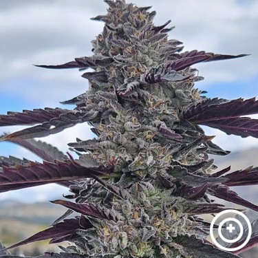 View Hooch von Purple City Genetics