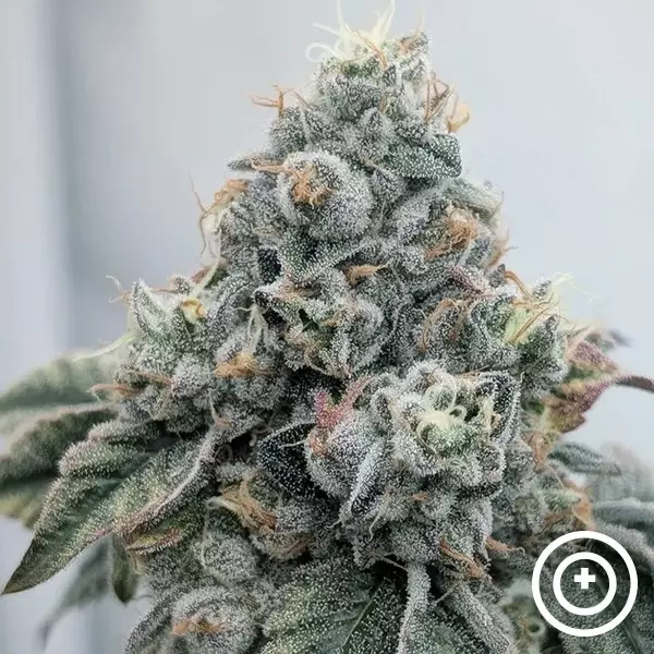 Sicht Acid Wash Purple City Genetics