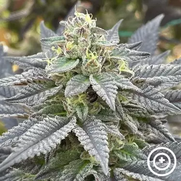 Secret Meetings Purple City Genetics