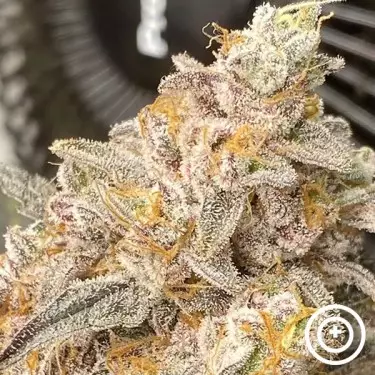 Platinum Bird Purple City Genetics
