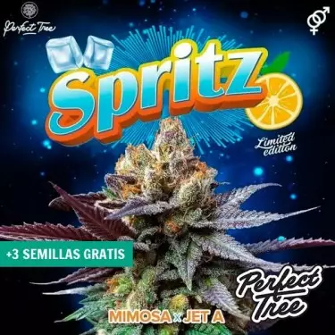 Spritz-Samen von Perfect Tree ▷ Zitrus🍋- und Fruchtgeschmack🌸 | GB