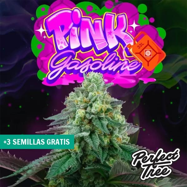 View Pink Gasoline 【Preisgekrönte Genetik mit intensivem Geschmack】 | GB