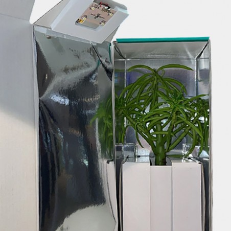 Transportbox für Stecklinge