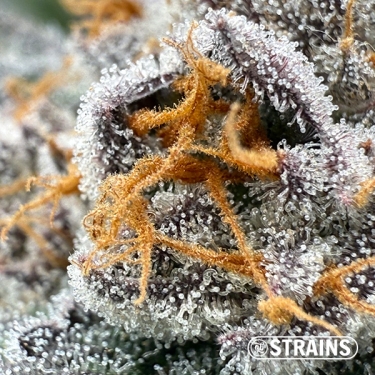 Gelonade, feminisierter Samen von GB Strains: Zitrusfrüchte und extreme Produktion