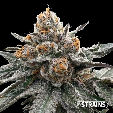 Gelonade, feminisierter Samen von GB Strains: Zitrusfrüchte und extreme Produktion