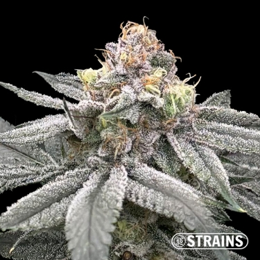 Zushi Z, feminisierter Samen von GB Strains: Geschmacksexplosion