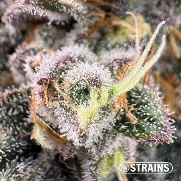 Zushi Z, feminisierter Samen von GB Strains: Geschmacksexplosion