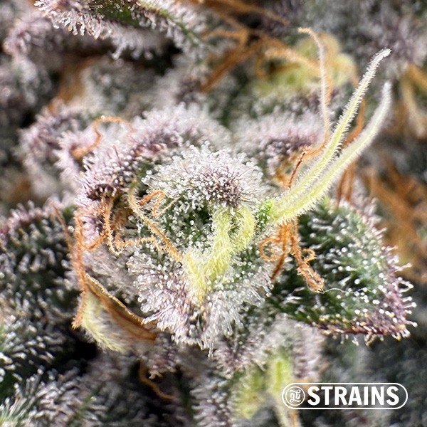 Zushi Z, feminisierter Samen von GB Strains: Geschmacksexplosion