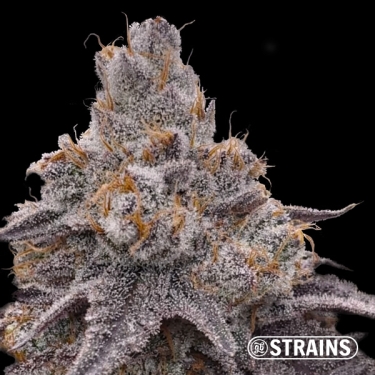 Grape Sweet – Feminisierte Samen mit intensivem Fruchtgeschmack