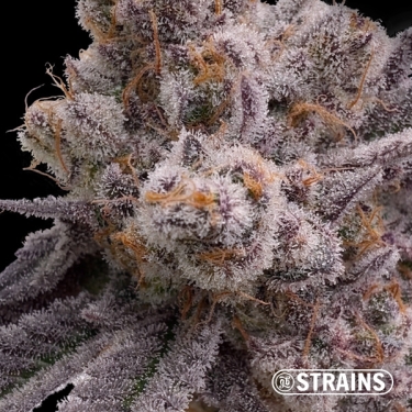 Grape Sweet – Feminisierte Samen mit intensivem Fruchtgeschmack