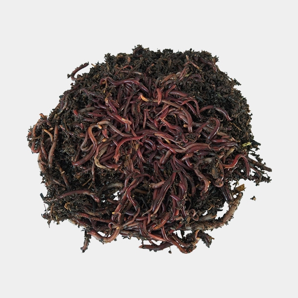 Kalifornischer Rotwurm Kalifornischer Rotwurm