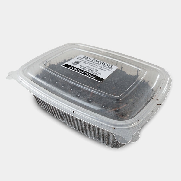 Kalifornischer Rotwurm