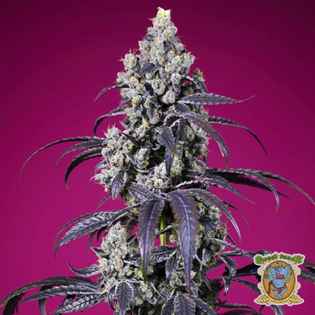 Tropicanna Cherry XL Auto Sweet Seeds