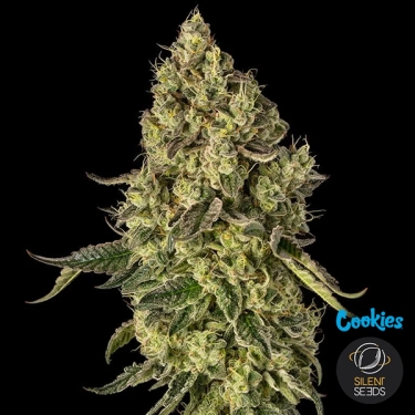 Peach Cake | Silent Seeds & Cookies